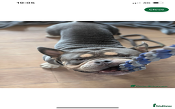 Mixed Breed dogs for sale: Pocket bully  - Image 3
