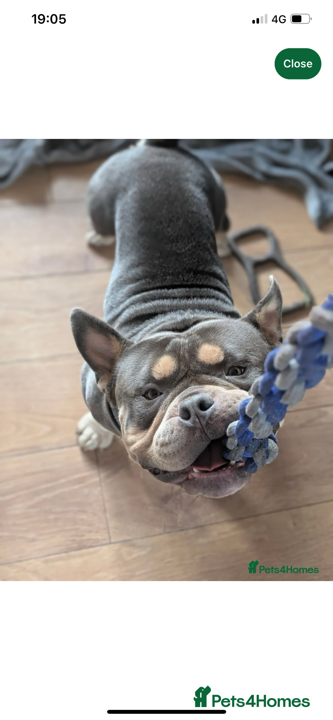 Mixed Breed dogs for sale: Pocket bully  - Image 3