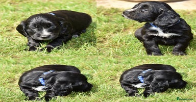 Cocker Spaniel dogs - Advert 2
