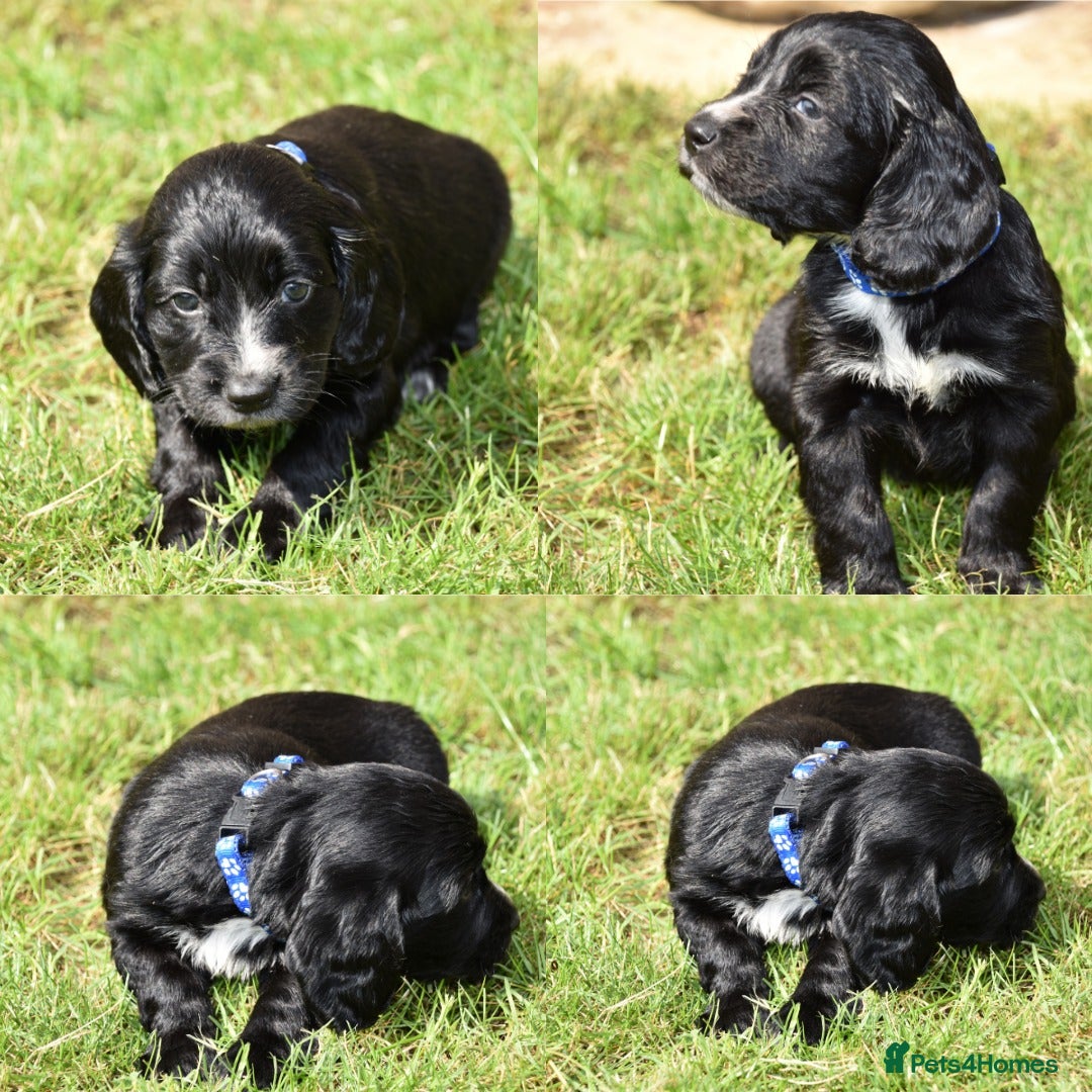 Cocker Spaniel dogs for sale: Kc Reg Cocker Spaniel Puppies Available - Image 3