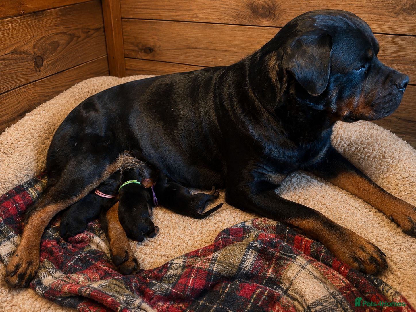 Rottweiler dogs Rottie puppies for sale - Advert 10