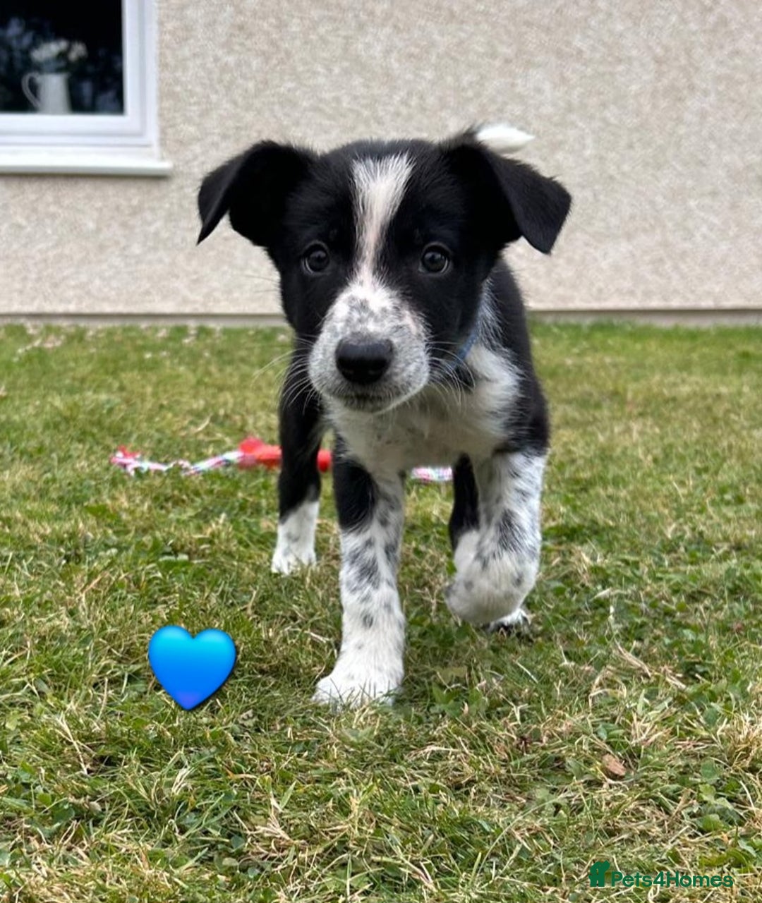 Border Collie dogs for sale: Border Collie Puppies for sale - Image 7