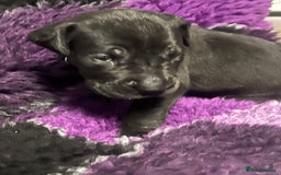 Great Dane dogs for sale: OUTSTANDING PURE BRED GREAT DANE PUPPIES FOR SALE - Image 17