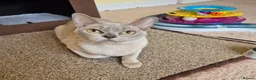 Burmese cats for sale: Gorgeous Pedigree Lilac Burmese Kittens - Advert 14