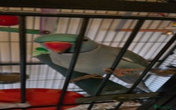 Ringnecks birds for sale: Ringneck Parrot. Rare Blue Colour & Cage - Advert 11