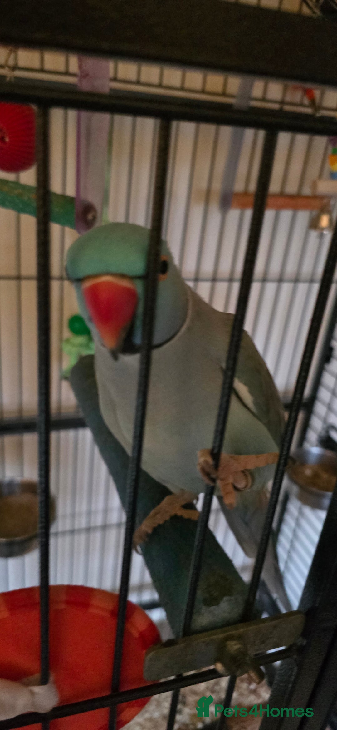 Ringnecks birds for sale: Ringneck Parrot. Rare Blue Colour & Cage - Advert 11