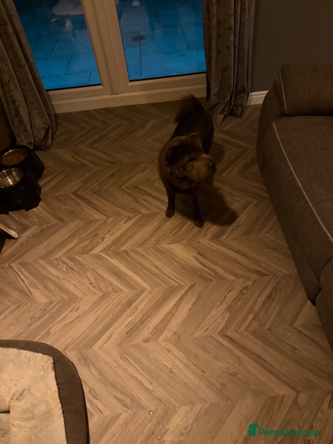 Shar Pei dogs for sale: Bear coat Shar Pei Girl age 2  - Advert 3