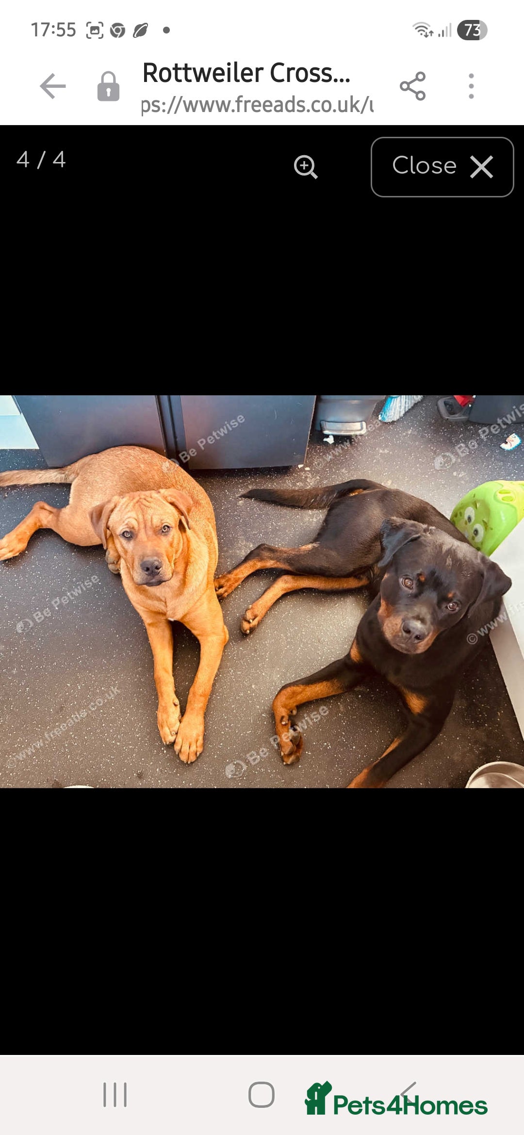 Mixed Breed dogs for sale: Rottweiler/Mastiff  - Advert 8