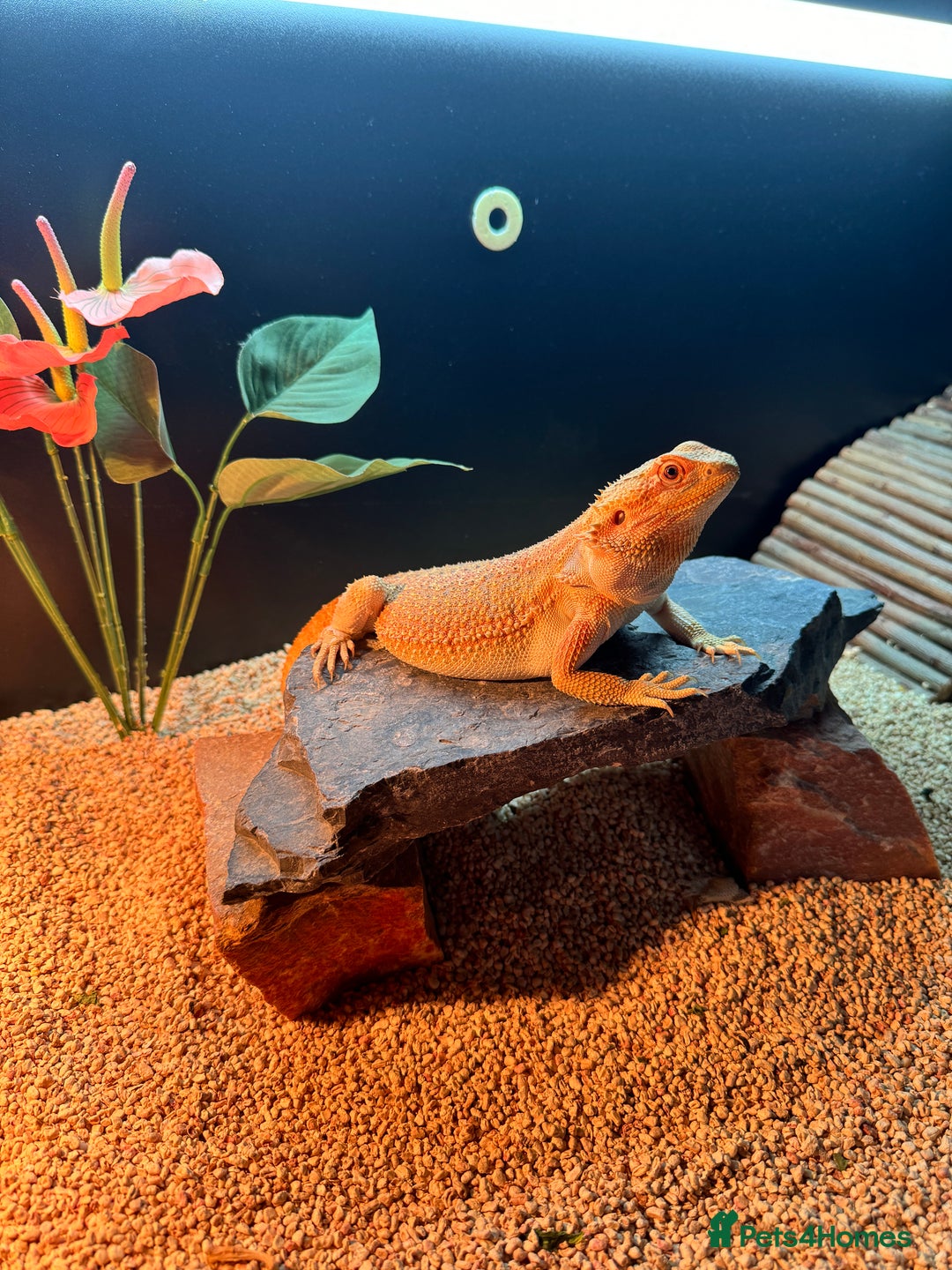 Bearded Dragon reptiles for sale: 1 year old female bearded dragon - Advert 5