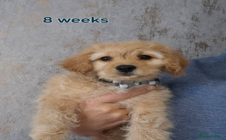 Cavapoochon dogs - Advert 2
