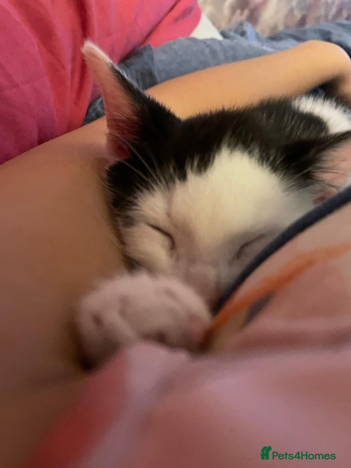 Mixed Breed cats Rehoming kitten  - Advert 7