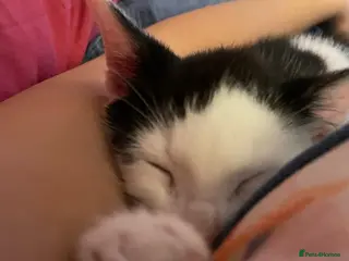 Mixed Breed cats Rehoming kitten - Advert 7