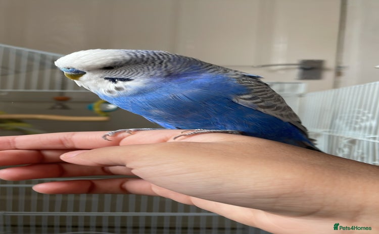 Budgerigars birds - Advert 3