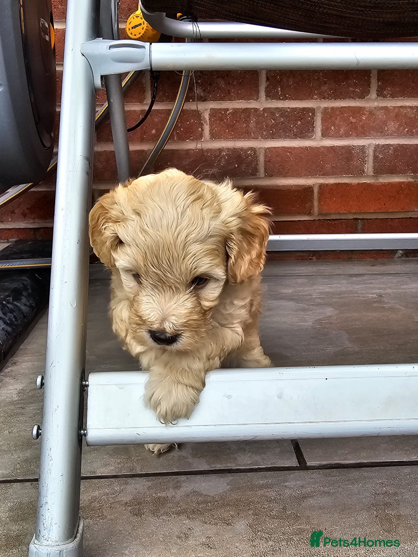 Cockapoo dogs LAST BOY LEFT!! Gorgeous Toy cockapoo puppies - Advert 2
