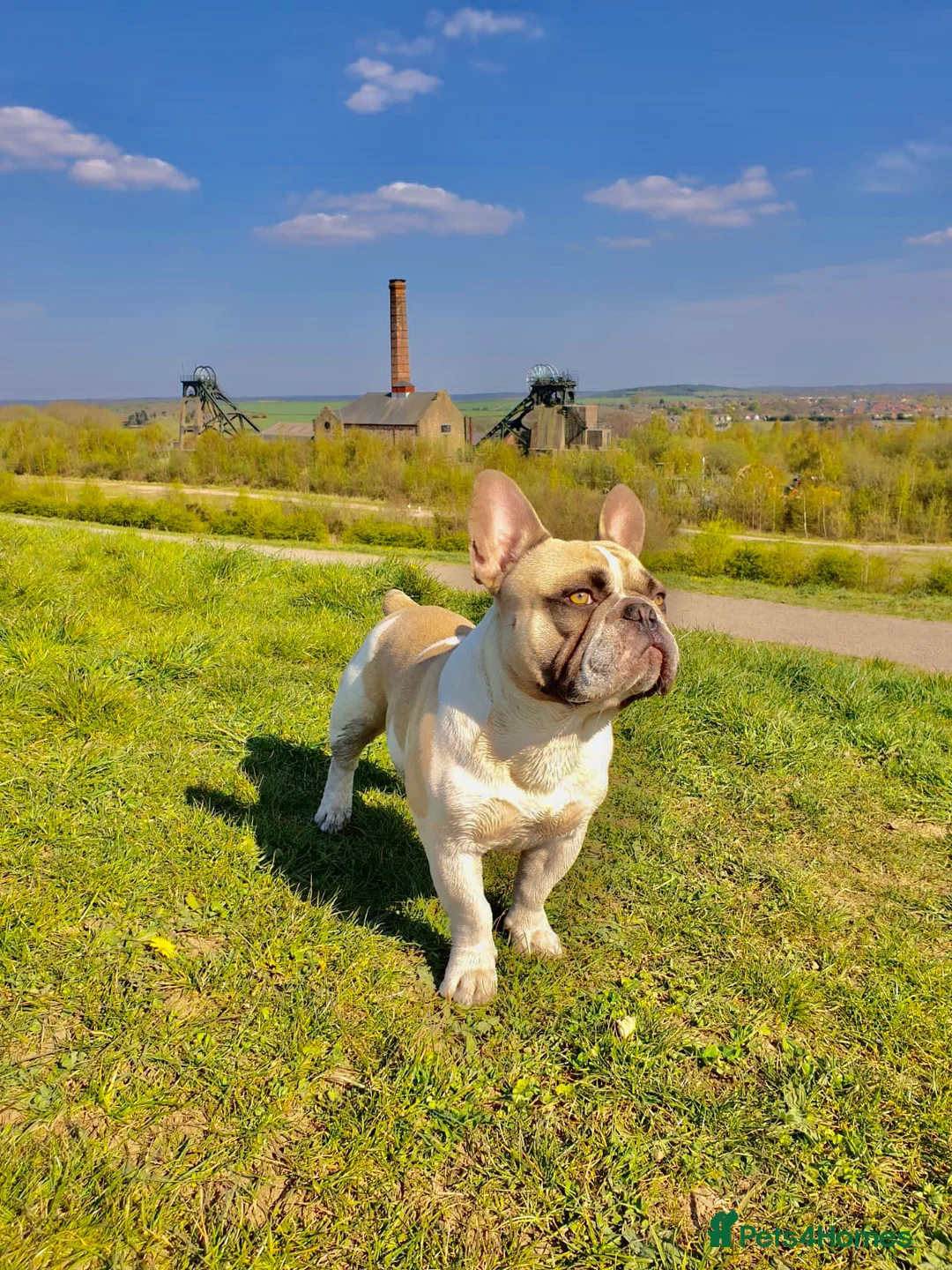 French Bulldog dogs for stud: French Bulldog Stud Bernie Brown - Advert 2