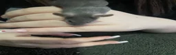 Mouse rodents for sale: 2 female mice  in Birmingham - Advert 11