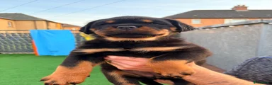 Rottweiler 6