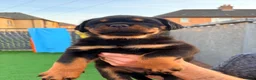 Rottweiler dogs for sale: 7 amazing rottweiler pups - Advert 7