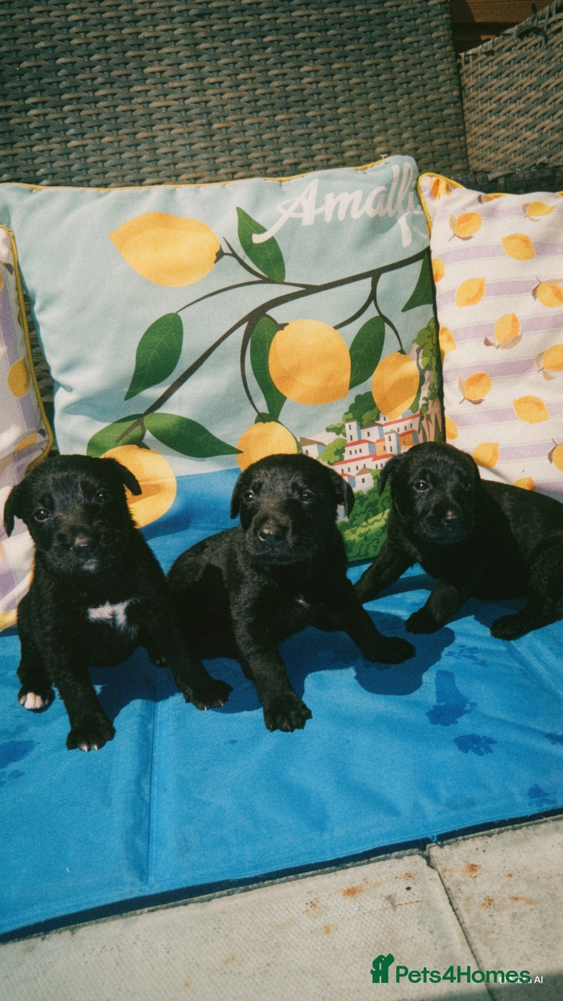 Cockerdor dogs 9 black beauty’s  - Advert 1