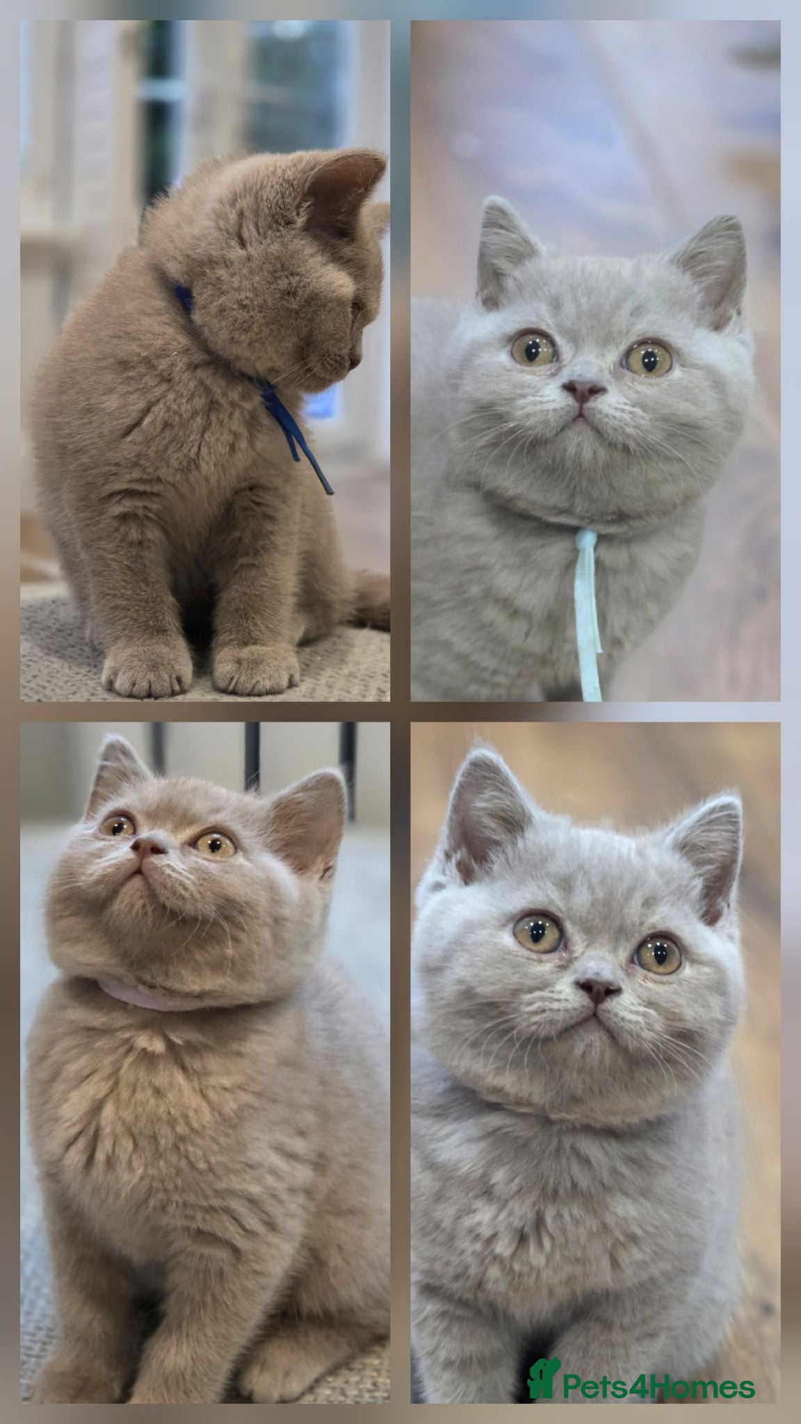 British Shorthair cats Beautiful Pure Breed ✨ British Shorthair Kittens ⭐ - Advert 1