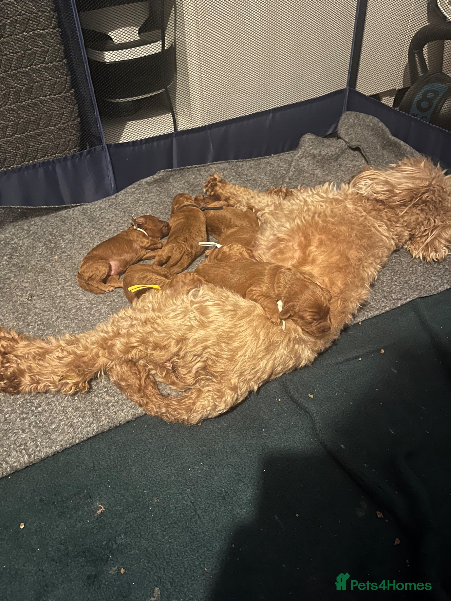 Cavapoo dogs Beautiful Cavapoo’s from my baby Amber 🩵🩷 - Advert 2