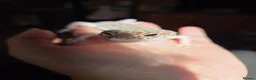 Gecko reptiles for sale: Mack super snow baby's 9 weeks  - Advert 1