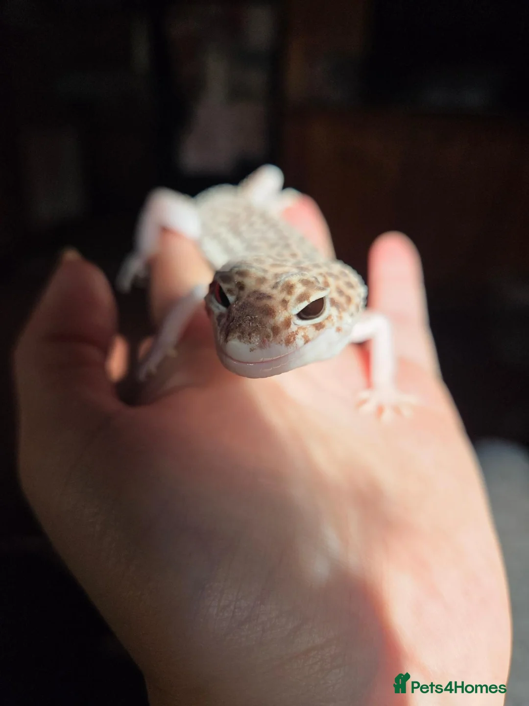 Gecko reptiles for sale: Mack super snow baby's 9 weeks  - Advert 1