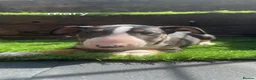 English Bull Terrier dogs for sale: 4 BEAUTIFUL ENGLISH BULLS - Advert 21