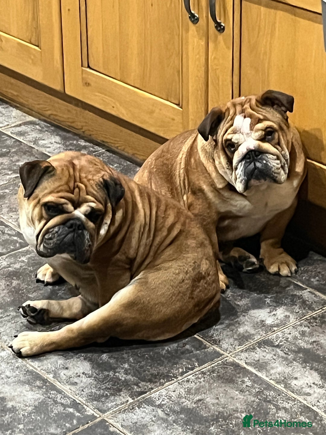 English Bulldog dogs for sale: english bulldog male  - Image 2