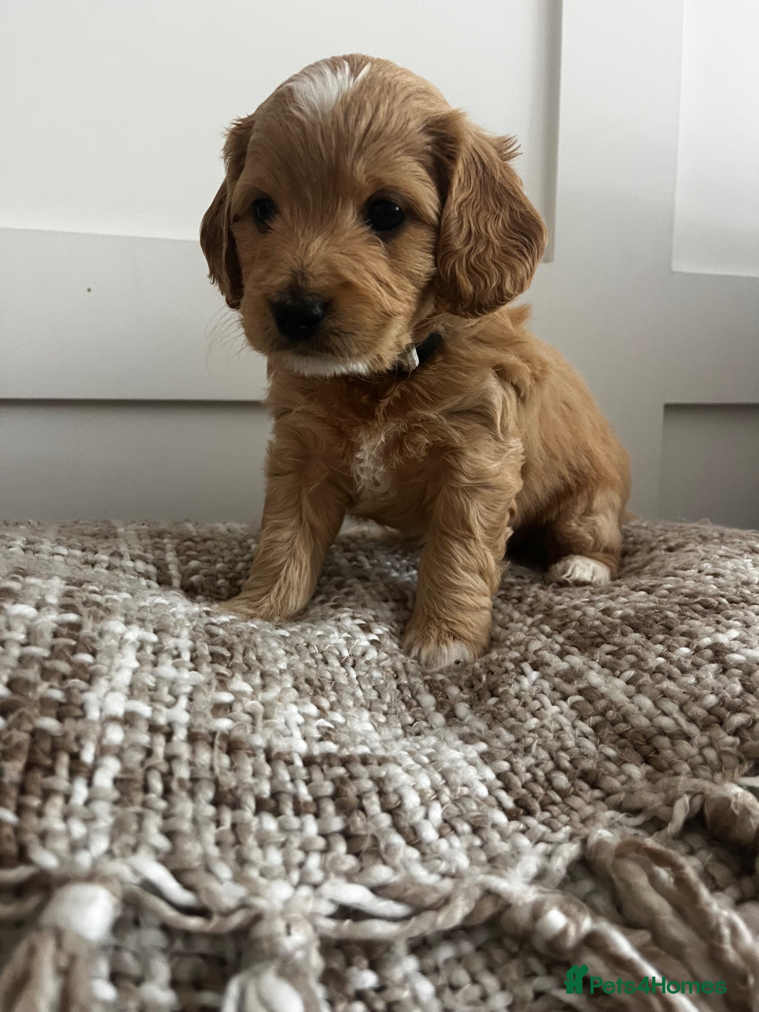 Cockapoo dogs Miniature f1b Cockapoo puppies DNA health clear🌟  - Advert 1