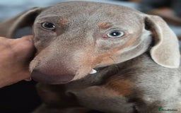 Miniature Dachshund dogs for sale: Gorgeous Green eyed Walter Mini Dachshund  - Image 2