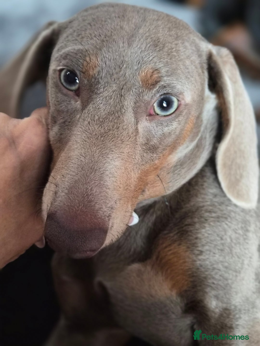 Miniature Dachshund dogs for sale: Gorgeous Green eyed Walter Mini Dachshund  - Image 2
