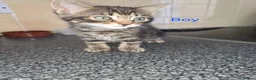 Mixed Breed cats for sale: Kittens looking for their forever homes - Advert 7