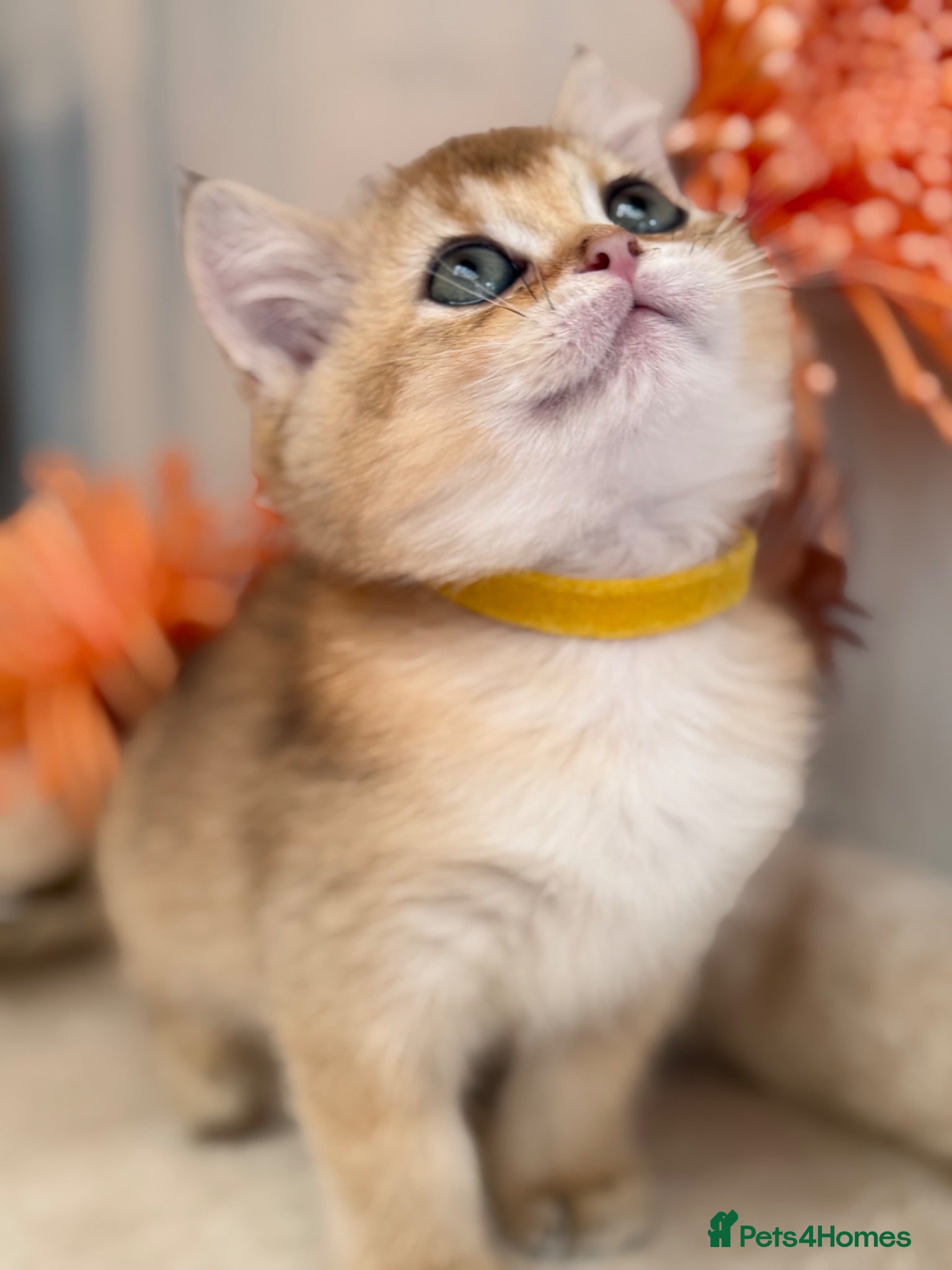 British Shorthair cats British shorthair blue/black golden kittens GCCF  - Advert 3