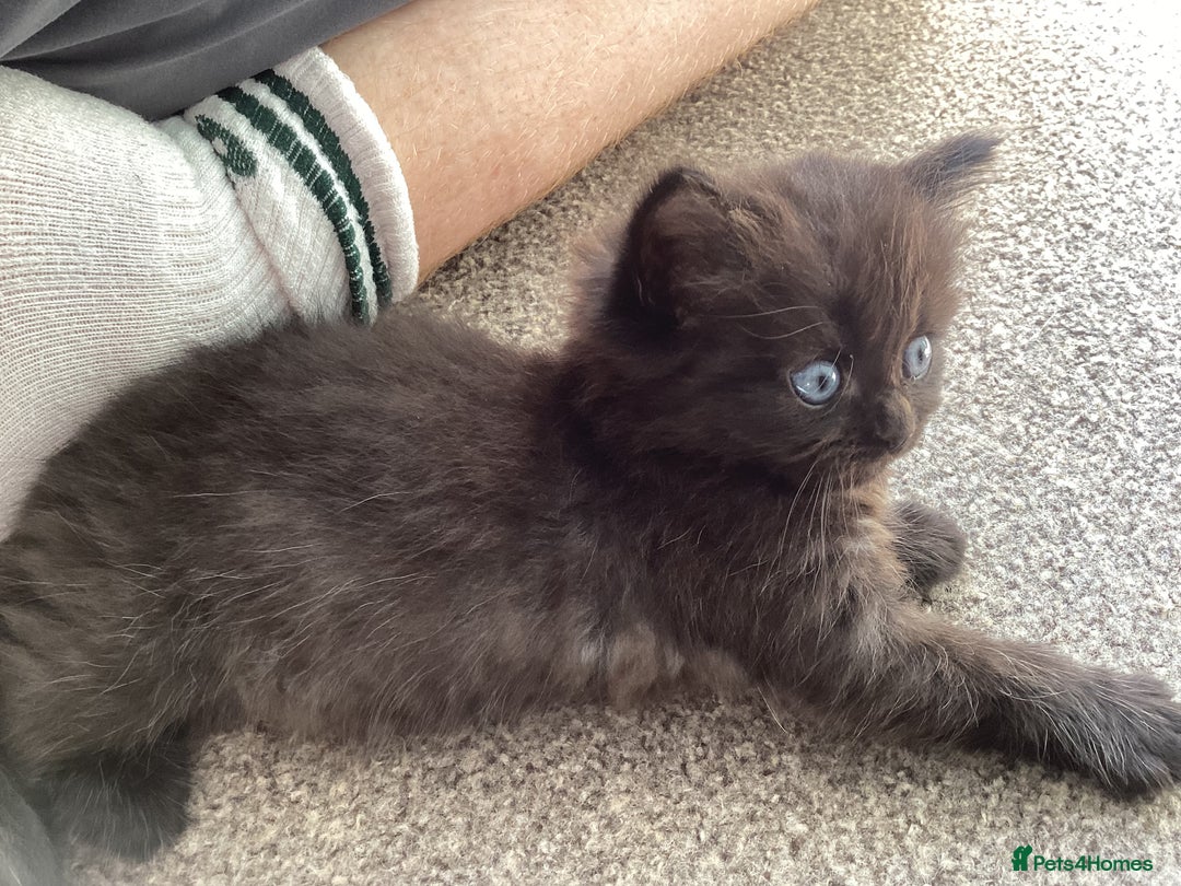 Ragdoll cats for sale: Adorable Ragdoll x Chinchilla Tabby - Image 7