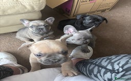 French Bulldog dogs for sale: **READY NOW**French bulldog puppies READY NOW - Image 25