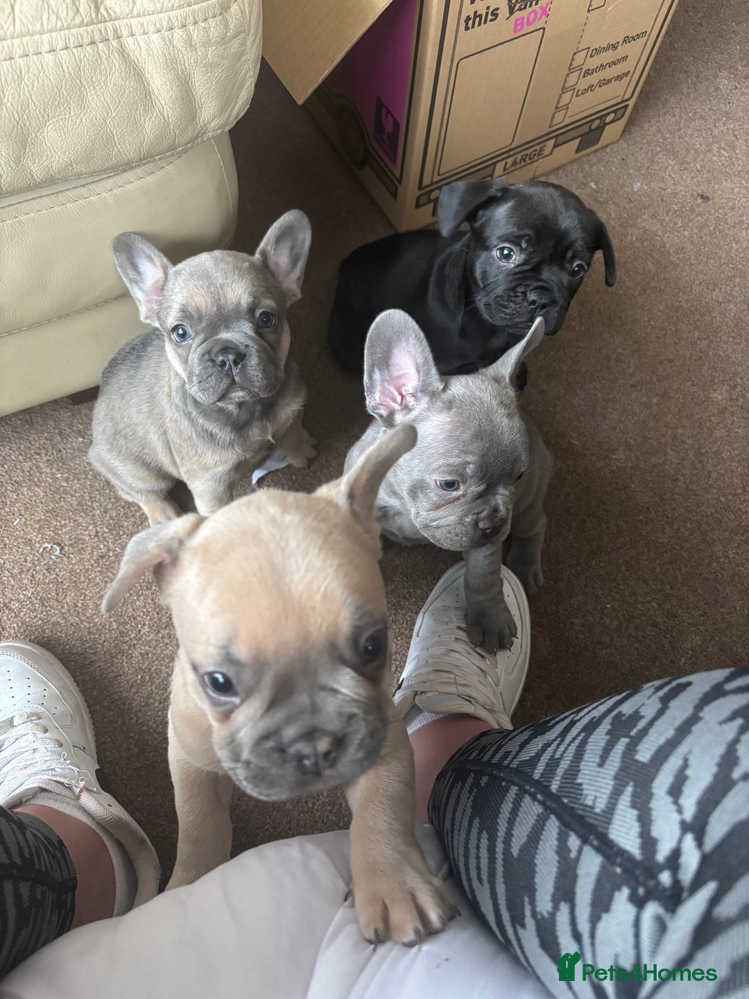French Bulldog dogs for sale: **READY NOW**French bulldog puppies READY NOW - Image 25