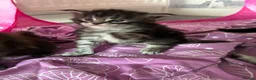 Maine Coon cats for sale: Maine coon kittens  - Advert 9