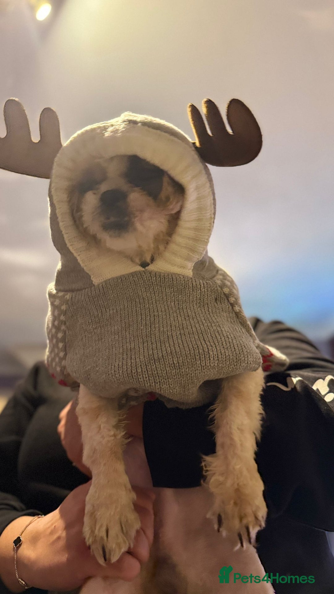 Shih Tzu dogs for sale: Shih czu male for sale - Advert 1