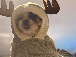 Shih Tzu dogs Shih czu male for sale - Advert 1