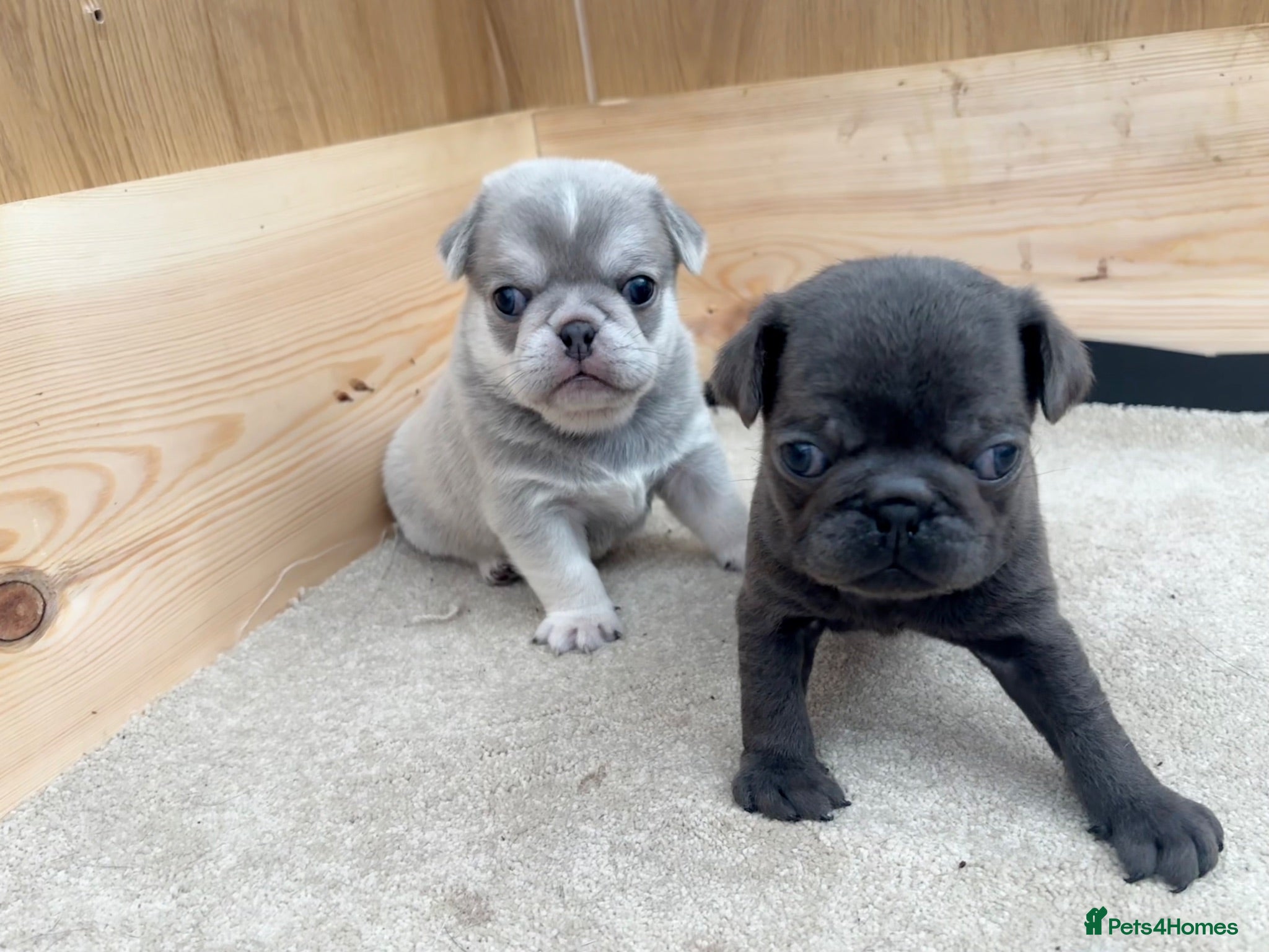 Pug dogs Pup Puppies - Advert 2