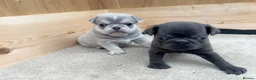 Pug dogs for sale: Pup Puppies - Advert 2