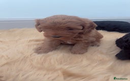 Cockapoo dogs for sale: Beautiful cockapoo for sale  - Image 5