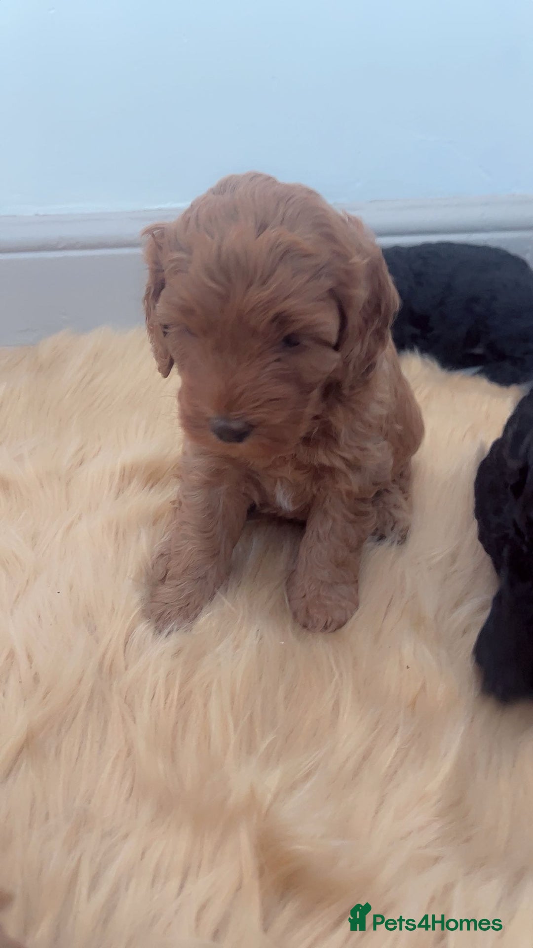 Cockapoo dogs for sale: Beautiful cockapoo for sale  - Image 5