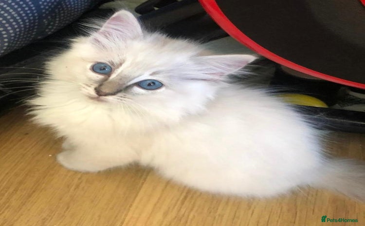 Ragdoll cats - Advert 11