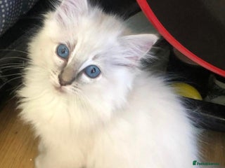 Ragdoll cats - Advert 7