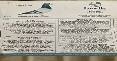Pigeons birds - Advert 11
