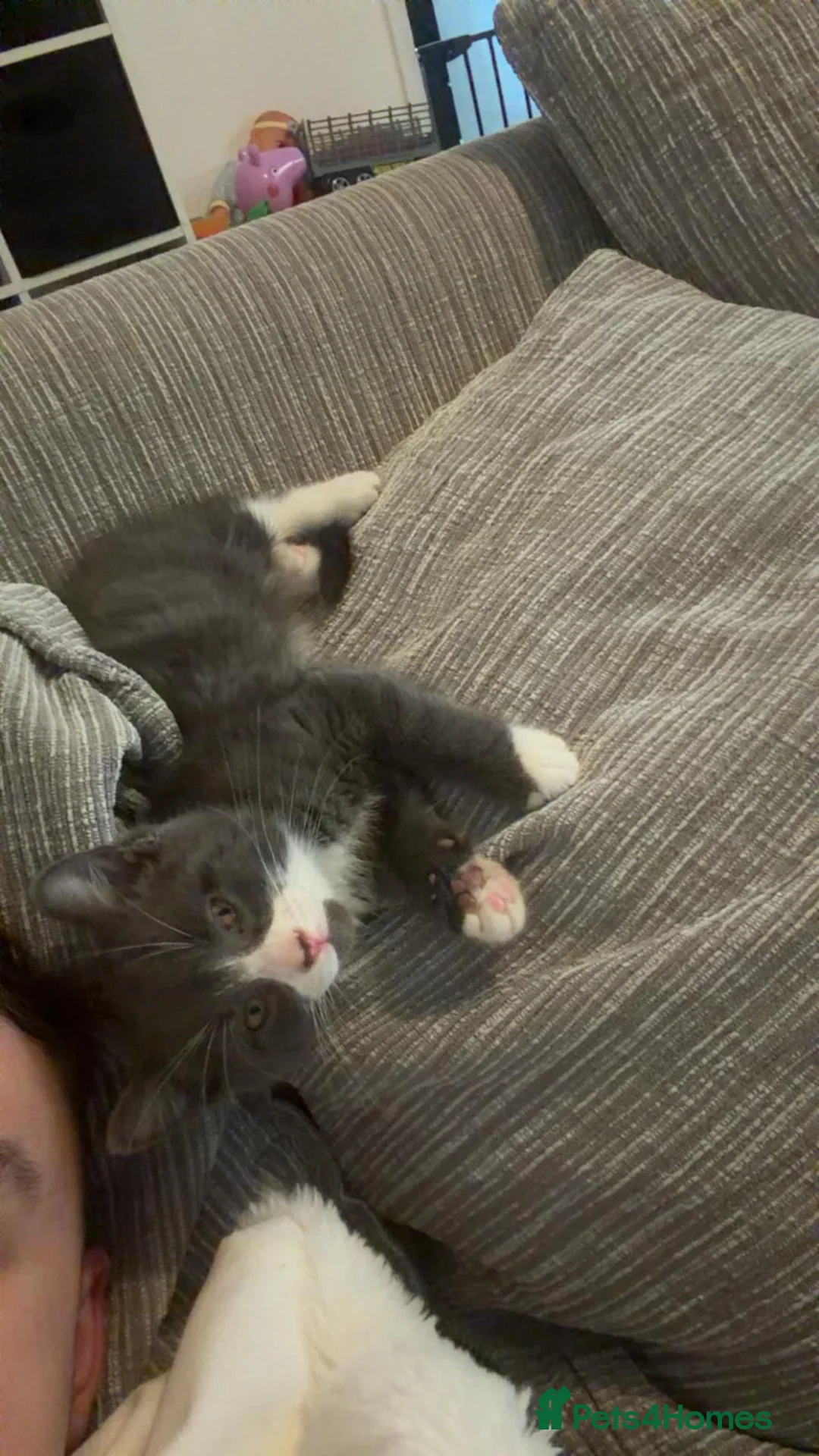 Russian Blue cats for sale: 1 Male Russian Blue X  - Advert 2