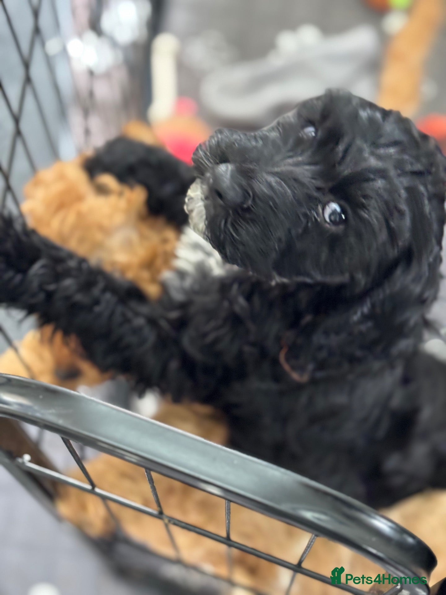 Cockapoo dogs Adorable out standing health checks - Advert 2