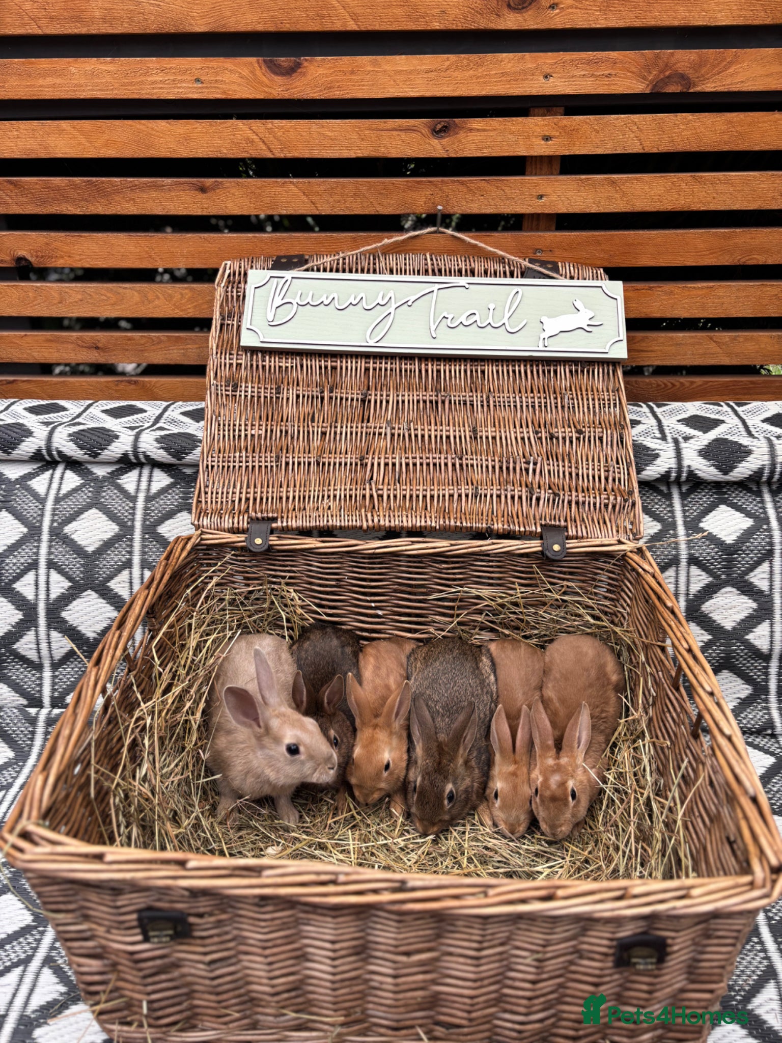 Mixed Breed rabbits Belgian hare x 3/4 Belgian hare - Advert 2
